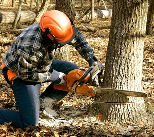 Tree Removal in Euclid, MN